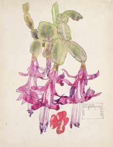 Kaktusblomst
